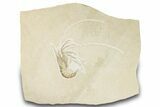 Huge, Fossil Shrimp (Aeger) - Solnhofen Limestone #301378-1